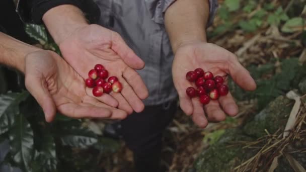 Agricultores de café pegando grãos de café cerejas — Vídeo de Stock