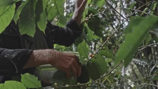 Cafetero recogiendo granos de café cerezas — Vídeo de stock