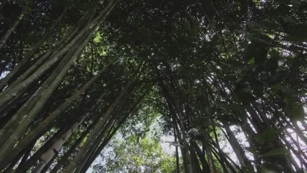 Крупним планом красивий зелений бамбуковий гай з сонячним сяйвом, що пробивається крізь — стокове відео