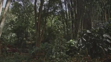 Güzel yeşil bir Bambu Korusu 'nun yakınında güneş ışığı vuruyor.