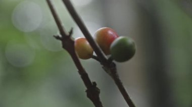 Olgun fasulyeli kahve bitkisi. Dalda olgunlaşan kahve çekirdekleri, Tayland 'da fidanlık.