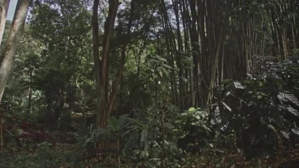 Gros plan d'un magnifique bosquet de bambous verts avec du soleil qui traverse — Video