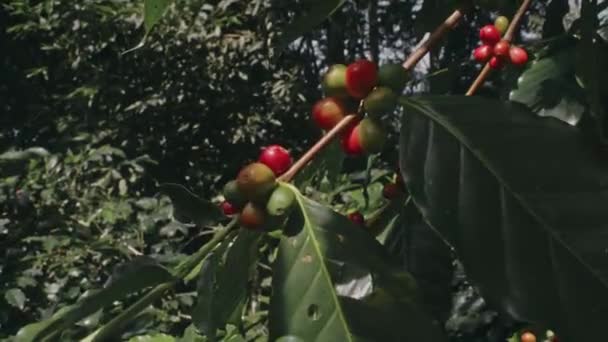 Кофейное растение с спелыми бобами. созревание кофейных зерен на ветке, плантация в Таиланде — стоковое видео