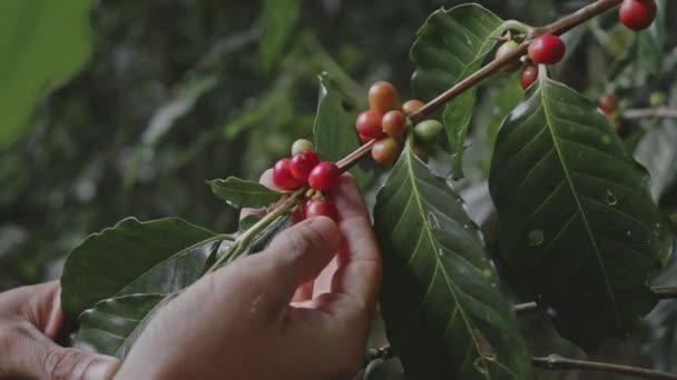 Koffieplant met rijpe bonen. koffiebonen rijpen op de tak, aanplant in Thailand — Stockvideo