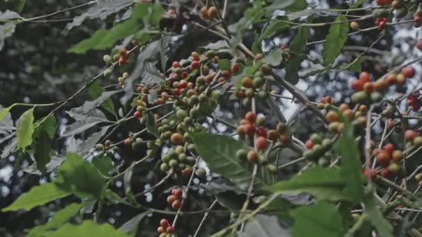 Kawa z dojrzałą fasolą. dojrzewanie ziaren kawy na gałęzi, plantacja w Tajlandii — Wideo stockowe