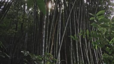 Güzel yeşil bir Bambu Korusu 'nun yakınında güneş ışığı vuruyor.