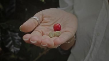 woman farmer is harvesting coffee berries in the coffee farm, arabica coffee berries with agriculturist hands