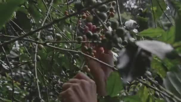 Кавоварка збирає вишні з кавових зерен — стокове відео