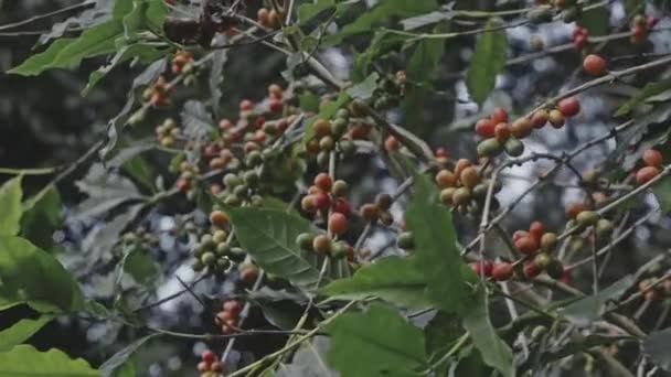 Planta de café com grãos maduros. grãos de café amadurecendo na filial, plantação na Tailândia — Vídeo de Stock