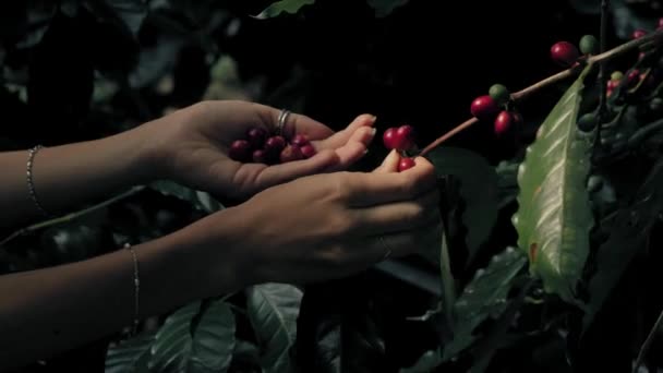 Woman farmer is harvesting coffee berries in the coffee farm, arabica coffee berries with agriculturist hands — Wideo stockowe