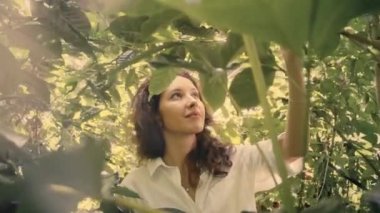 woman farmer is harvesting coffee berries in the coffee farm, arabica coffee berries with agriculturist hands