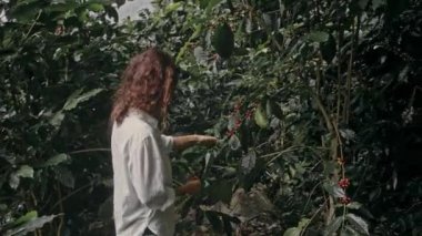 woman farmer is harvesting coffee berries in the coffee farm, arabica coffee berries with agriculturist hands