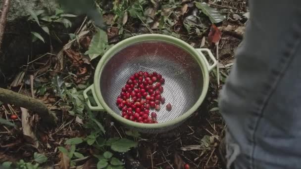 Red cherries coffee beans wet process. — ストック動画