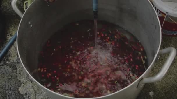 Red cherries coffee beans wet process. — Stock Video