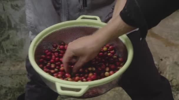 Red cherries coffee beans wet process. — Vídeo de Stock