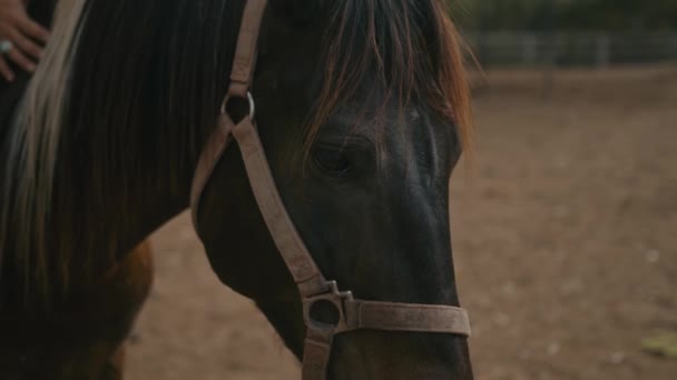 Mladá žena jezdí na koni, zblízka záběr — Stock video