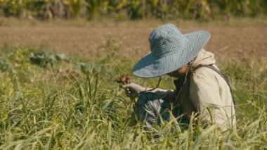 Tayland, 11 Şubat 2022: Asyalı çiftçi hasat Chiang Mai, Tayland 'da.