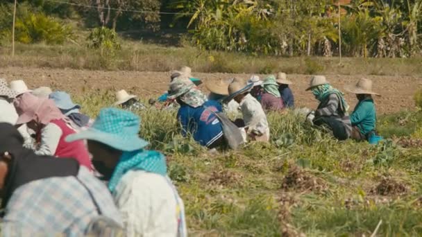 Thajsko, 11. února 2022: Asijští zemědělci sklízejí na poli v Chiang Mai, Thajsko. — Stock video