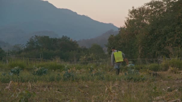 Agricultor asiático trata cultivos en el campo con productos químicos, Chiang Mai, Tailandia. — Vídeos de Stock