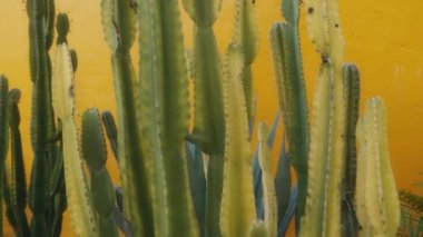 Saguaro Cactus on the on the yellow wall background. moving shot 4k