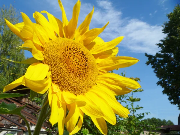 Tournesol sur fond bleu ciel — Photo