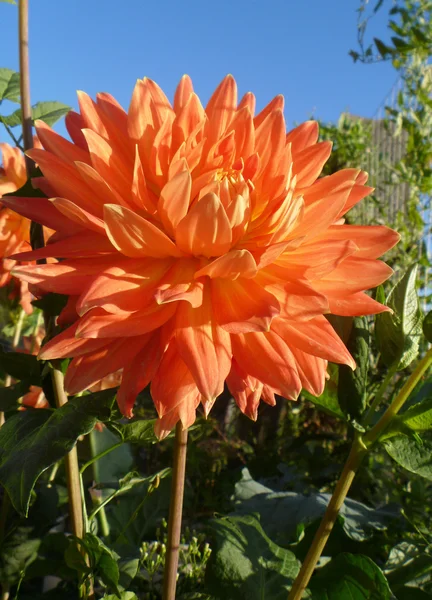 Fiore arancione della dalia — Foto Stock