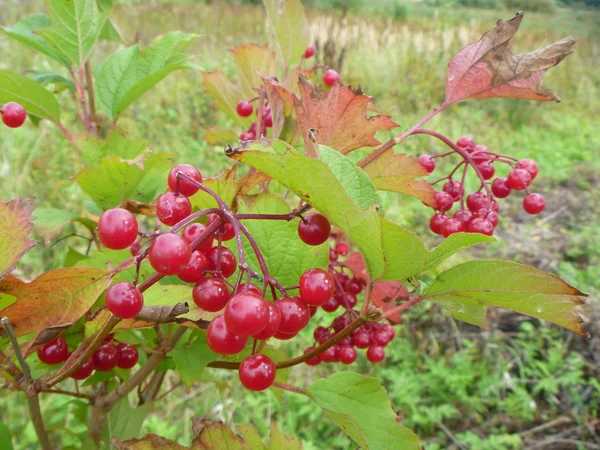 Branch of the red viburnum — Stock Photo, Image