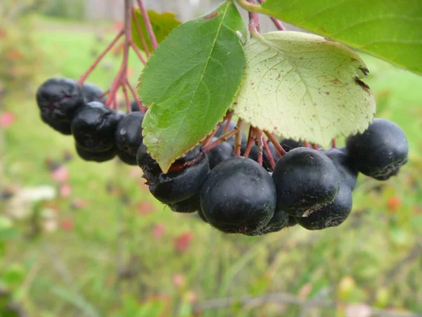 Branch of black rowanberry — Stock Photo, Image