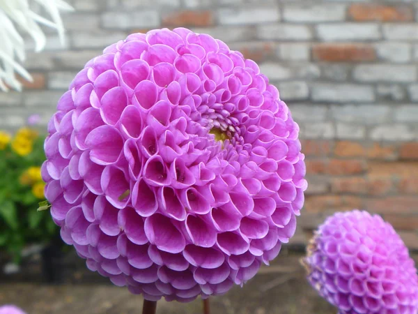 globous yıldız çiçeği