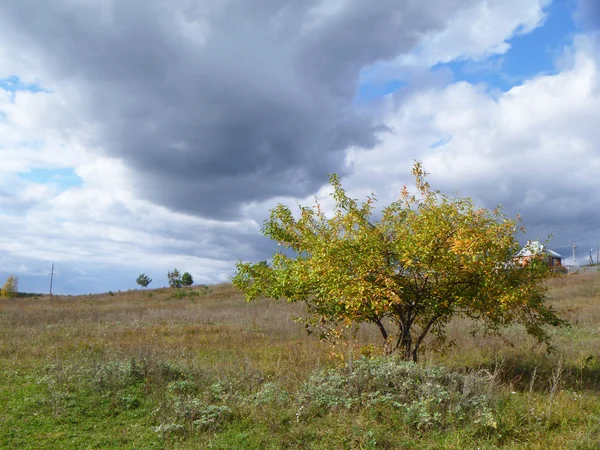 フィールドでの孤独な秋のツリー — ストック写真