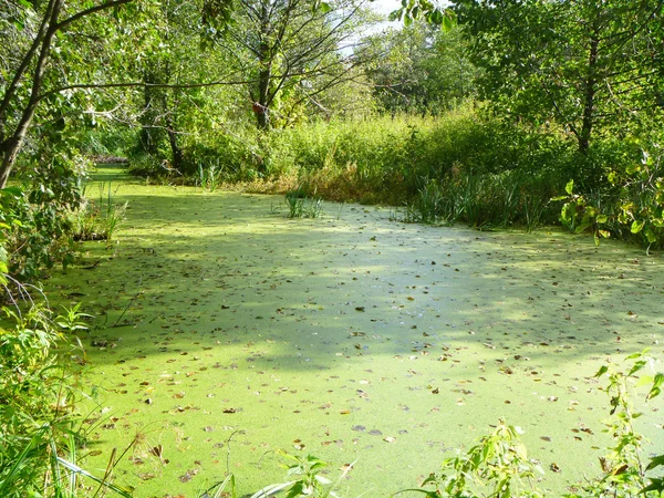 Green timber lake — Stock Photo, Image