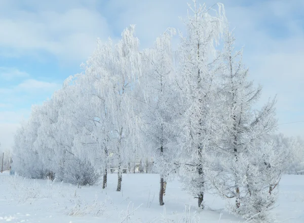 Vinterlandskap. aftkälla på träd — Stockfoto