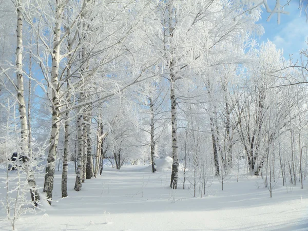 W zimowym krajobrazie. ródła na drzewo — Zdjęcie stockowe