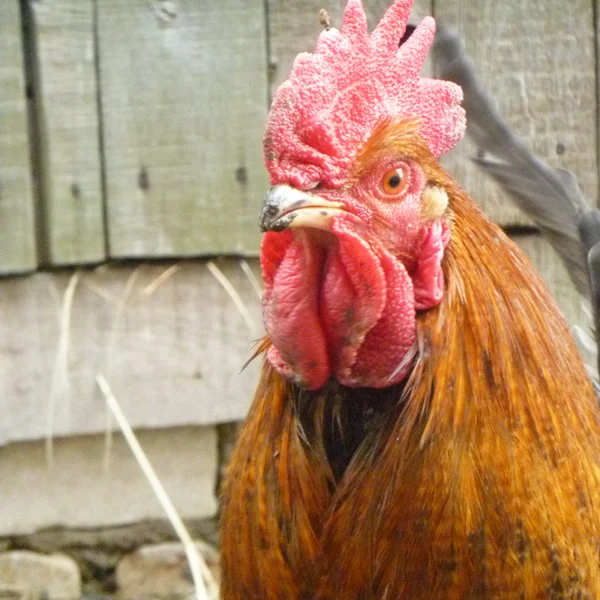Hermosa polla con vieira roja —  Fotos de Stock