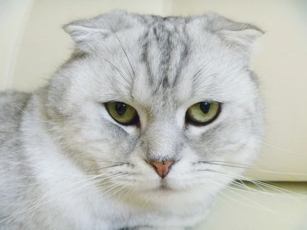 Hauskatze ruht auf Sofa — Stockfoto