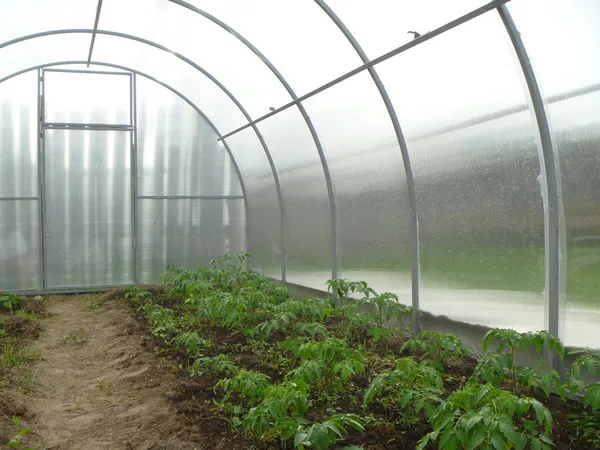 Zielony rozsady pomidorów w cieplarnia — Zdjęcie stockowe