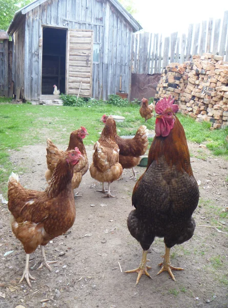 tavuk kümese yanında ile horoz