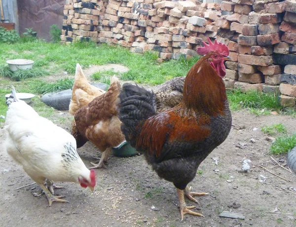 Polla con grano de peck de gallina —  Fotos de Stock