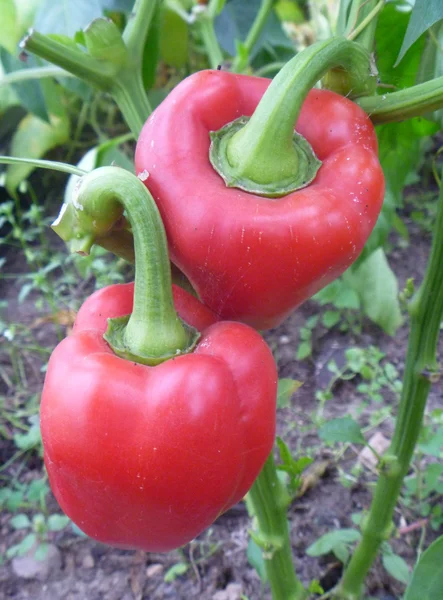 Спелый красный перец на зеленой ветке — стоковое фото