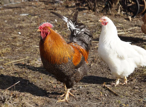 Gyönyörű színes kakas fehér tyúk — Stock Fotó