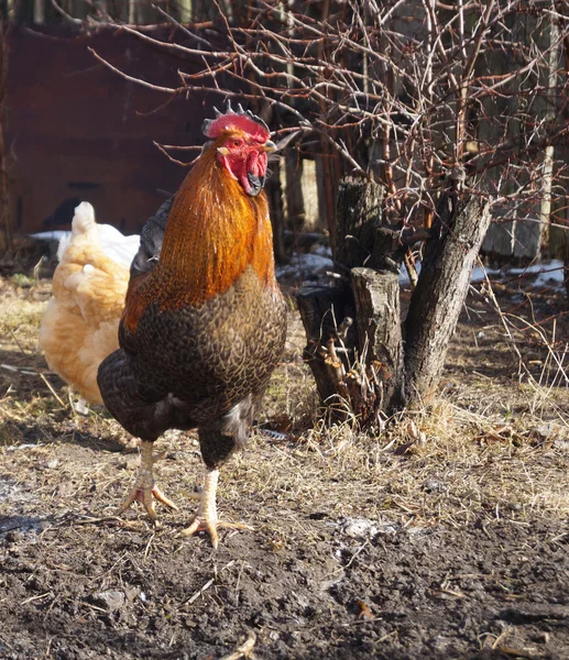 Gyönyörű színes kakas a vörös hajú, a tyúk, a szürke háttér — Stock Fotó