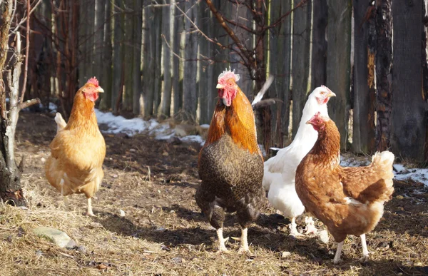 Polla con gallina en el fondo de la cerca oscura —  Fotos de Stock