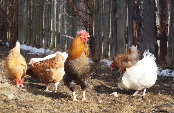 美丽的色彩公鸡与母鸡放在背景的黑暗的围栏 — 图库照片