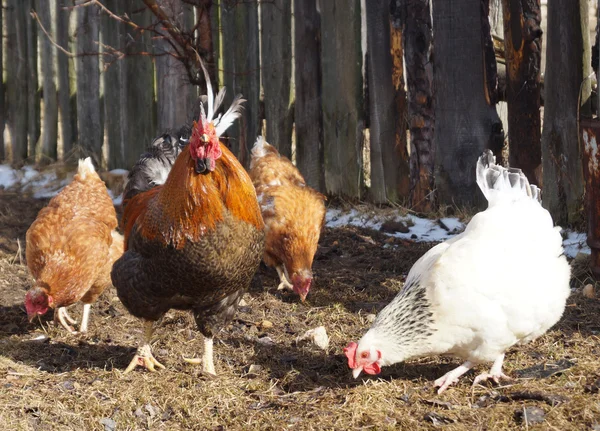 Hermosa polla de color con gallina en el fondo de la cerca oscura —  Fotos de Stock