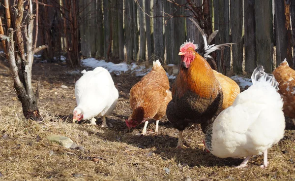 Hermosa polla de color con gallina en el fondo de la cerca oscura —  Fotos de Stock