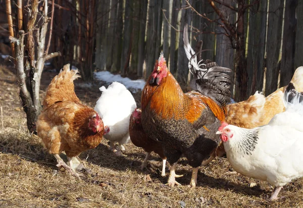 Hermosa polla de color con gallina en el fondo de la cerca oscura —  Fotos de Stock