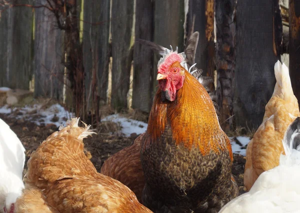 Hermosa polla de color con gallina en el fondo de la cerca oscura —  Fotos de Stock