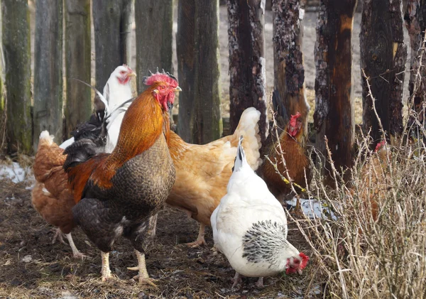 Hermosa polla de color con gallina en el fondo de la cerca oscura —  Fotos de Stock