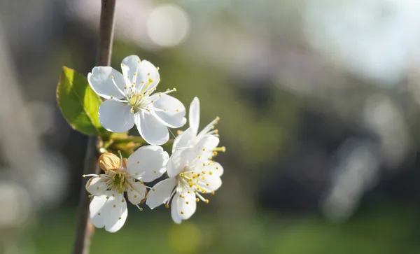 Spring blossom to aple trees in garden after rain — Stock Photo, Image