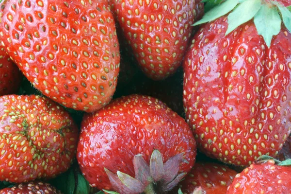 Hintergrund aus roten Beeren der Erdbeeren — Stockfoto